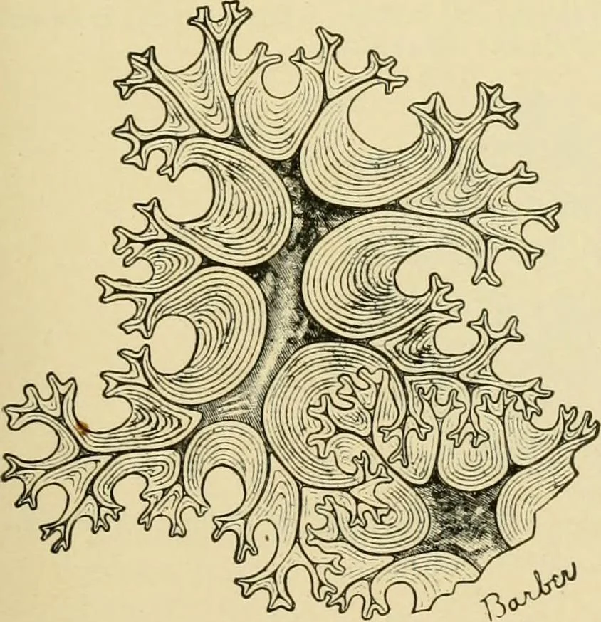 An illustration from The microscopy of vegetable foods, with special reference to the detection of adulteration and the diagnosis of mixtures, 1916, leaf 426