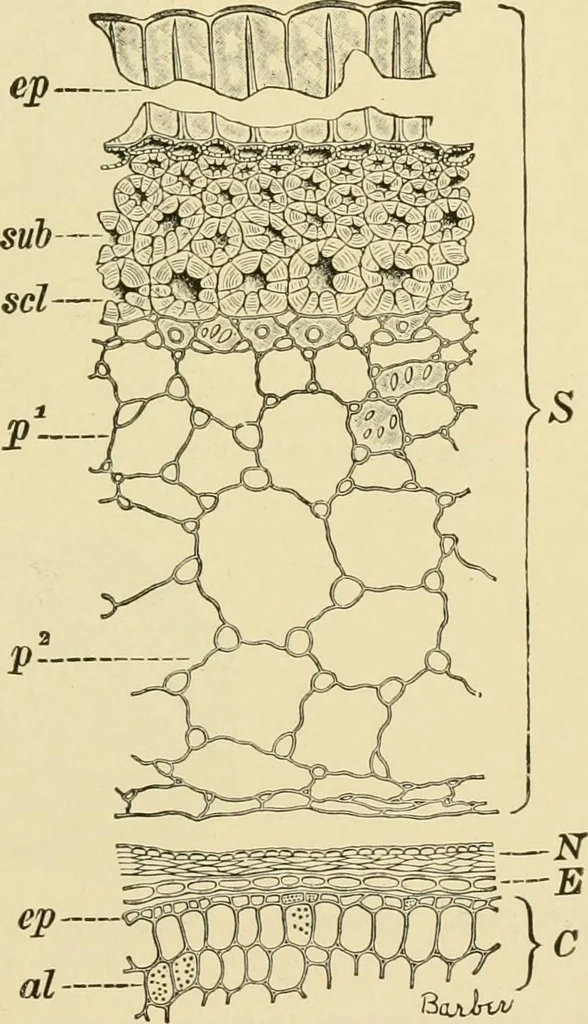An illustration from The microscopy of vegetable foods, with special reference to the detection of adulteration and the diagnosis of mixtures, 1916, leaf 426