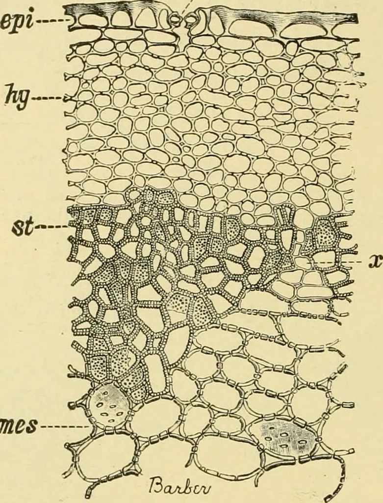 An illustration from The microscopy of vegetable foods, with special reference to the detection of adulteration and the diagnosis of mixtures, 1916, leaf 427