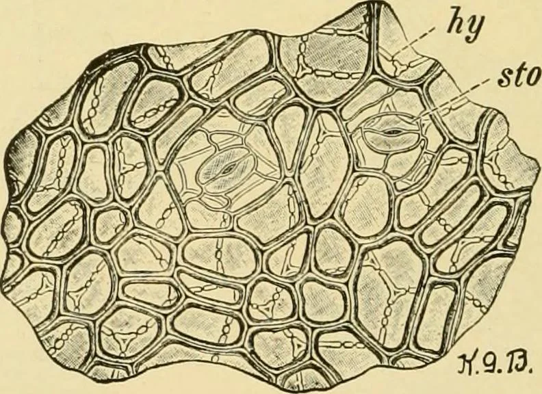 An illustration from The microscopy of vegetable foods, with special reference to the detection of adulteration and the diagnosis of mixtures, 1916, leaf 427