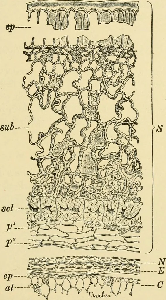 An illustration from The microscopy of vegetable foods, with special reference to the detection of adulteration and the diagnosis of mixtures, 1916, leaf 428