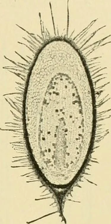 An illustration from The microscopy of vegetable foods, with special reference to the detection of adulteration and the diagnosis of mixtures, 1916, leaf 430