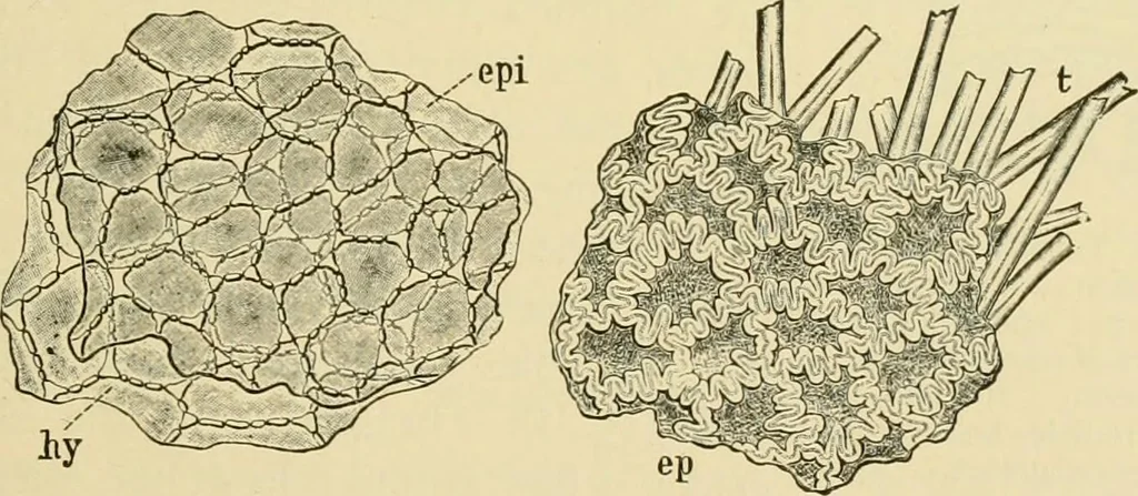 An illustration from The microscopy of vegetable foods, with special reference to the detection of adulteration and the diagnosis of mixtures, 1916, leaf 430