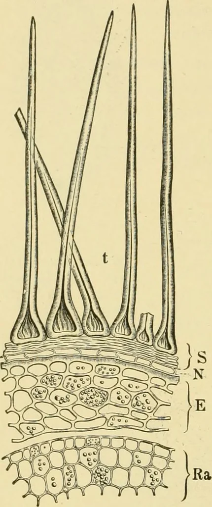 An illustration from The microscopy of vegetable foods, with special reference to the detection of adulteration and the diagnosis of mixtures, 1916, leaf 431