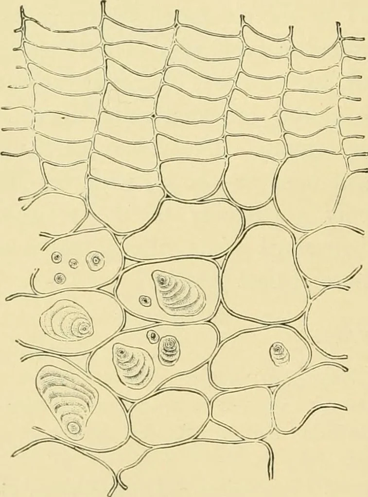 An illustration from The microscopy of vegetable foods, with special reference to the detection of adulteration and the diagnosis of mixtures, 1916, leaf 433