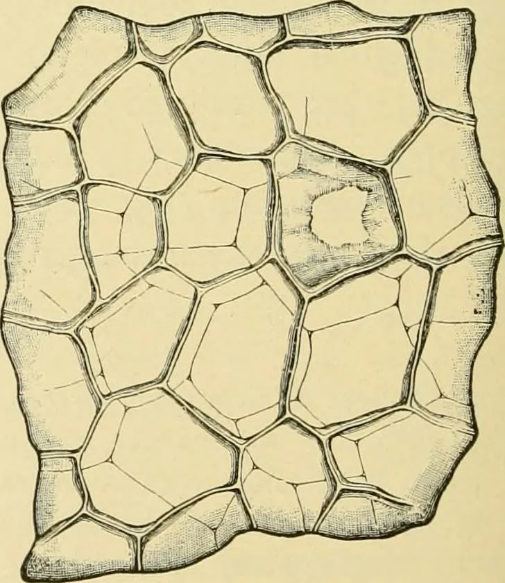 An illustration from The microscopy of vegetable foods, with special reference to the detection of adulteration and the diagnosis of mixtures, 1916, leaf 433