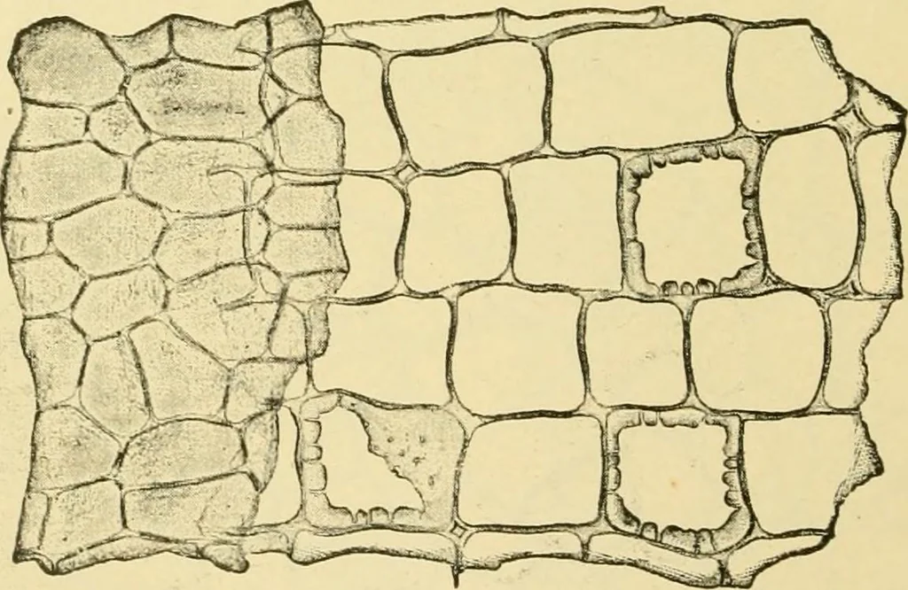 An illustration from The microscopy of vegetable foods, with special reference to the detection of adulteration and the diagnosis of mixtures, 1916, leaf 435