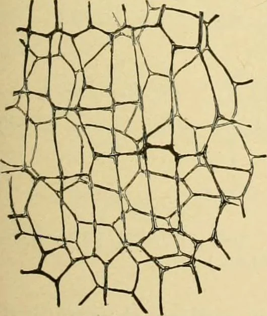 An illustration from The microscopy of vegetable foods, with special reference to the detection of adulteration and the diagnosis of mixtures, 1916, leaf 436