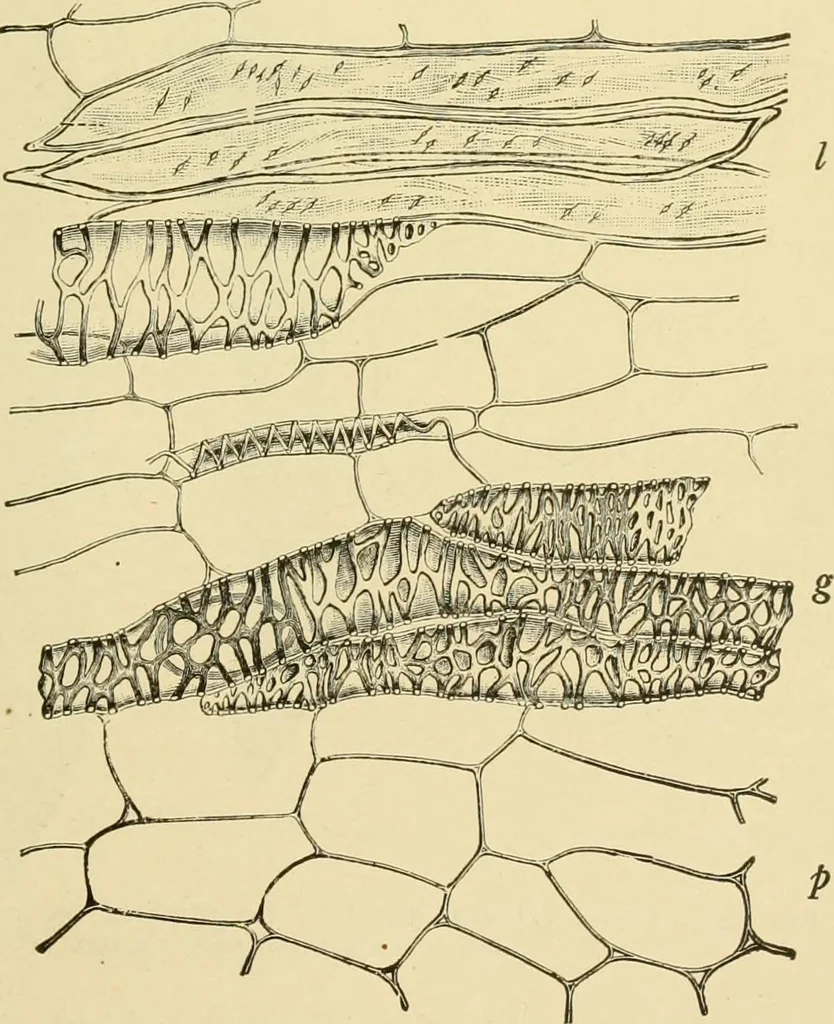 An illustration from The microscopy of vegetable foods, with special reference to the detection of adulteration and the diagnosis of mixtures, 1916, leaf 436