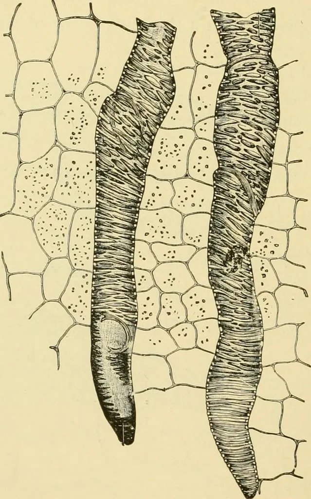 An illustration from The microscopy of vegetable foods, with special reference to the detection of adulteration and the diagnosis of mixtures, 1916, leaf 437