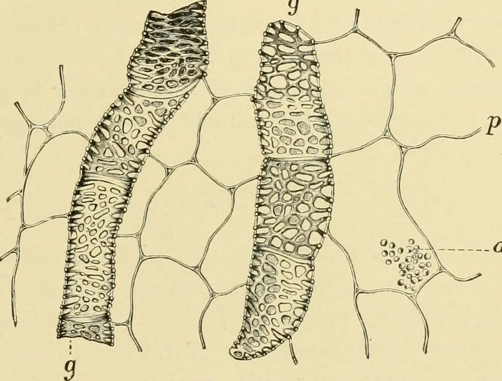 An illustration from The microscopy of vegetable foods, with special reference to the detection of adulteration and the diagnosis of mixtures, 1916, leaf 438