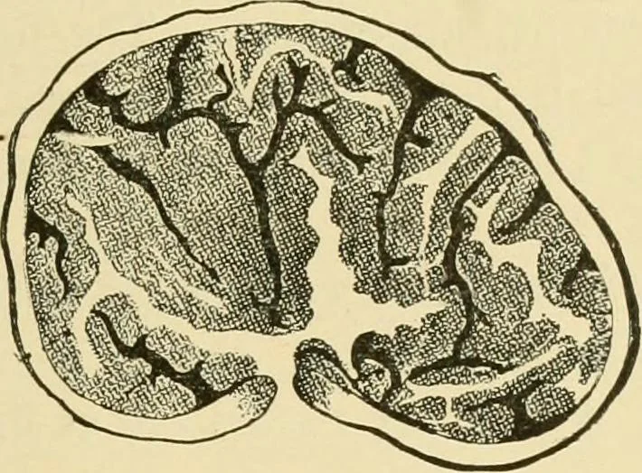 An illustration from The microscopy of vegetable foods, with special reference to the detection of adulteration and the diagnosis of mixtures, 1916, leaf 440