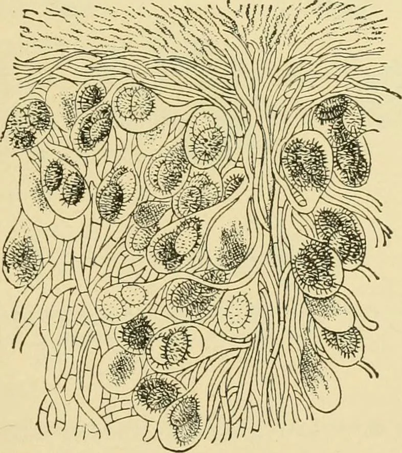An illustration from The microscopy of vegetable foods, with special reference to the detection of adulteration and the diagnosis of mixtures, 1916, leaf 440