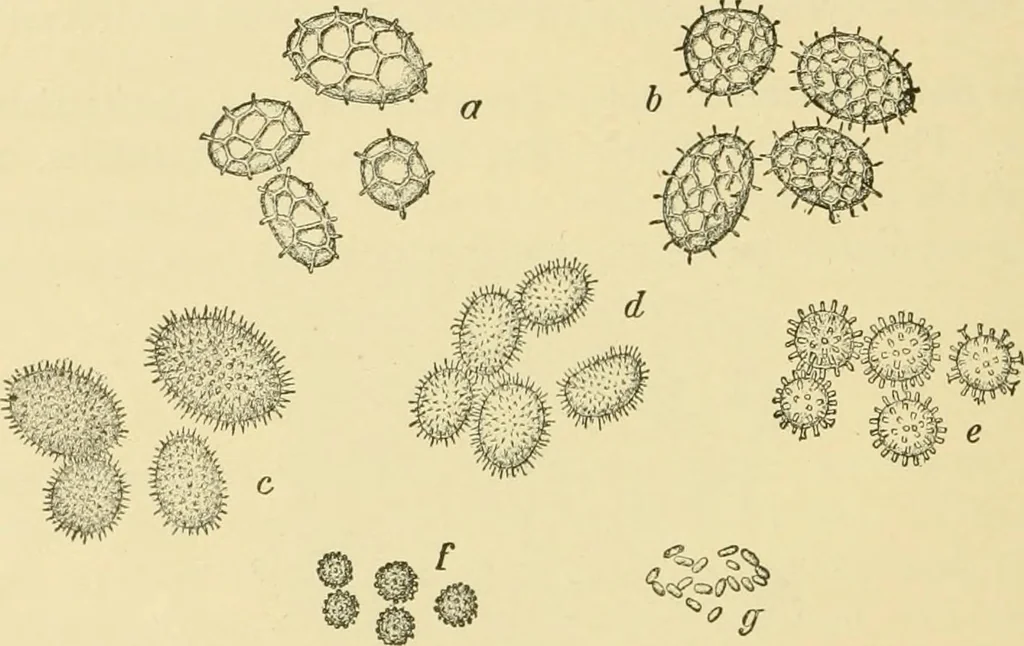 An illustration from The microscopy of vegetable foods, with special reference to the detection of adulteration and the diagnosis of mixtures, 1916, leaf 441