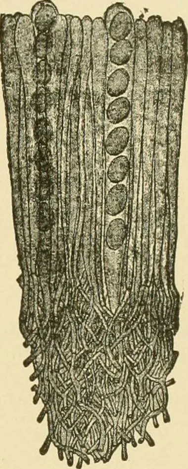 An illustration from The microscopy of vegetable foods, with special reference to the detection of adulteration and the diagnosis of mixtures, 1916, leaf 442