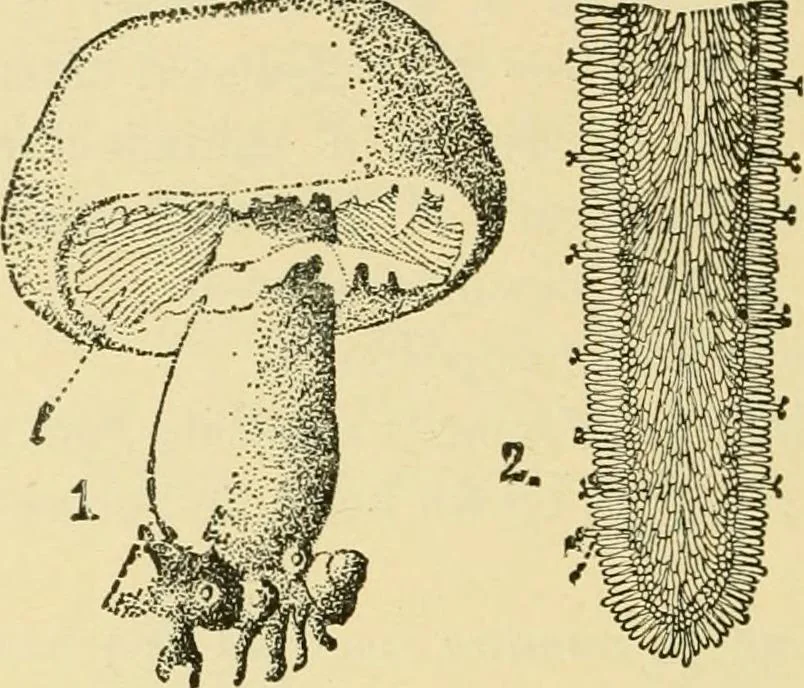 An illustration from The microscopy of vegetable foods, with special reference to the detection of adulteration and the diagnosis of mixtures, 1916, leaf 443
