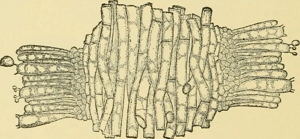 An illustration from The microscopy of vegetable foods, with special reference to the detection of adulteration and the diagnosis of mixtures, 1916, leaf 443