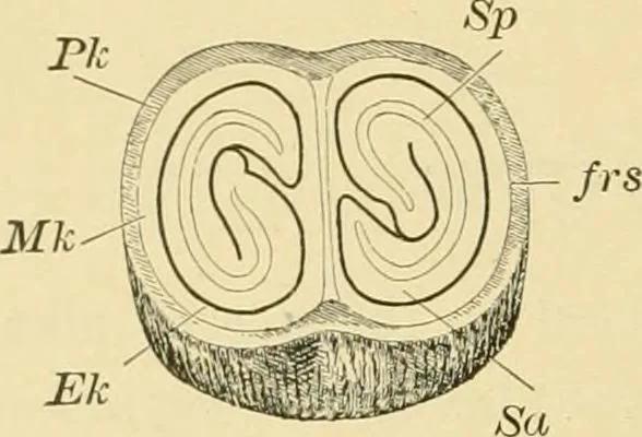 An illustration from The microscopy of vegetable foods, with special reference to the detection of adulteration and the diagnosis of mixtures, 1916, leaf 447