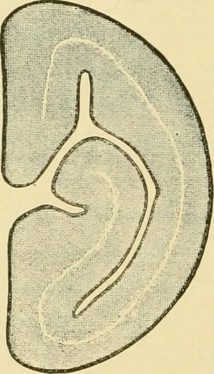 An illustration from The microscopy of vegetable foods, with special reference to the detection of adulteration and the diagnosis of mixtures, 1916, leaf 447
