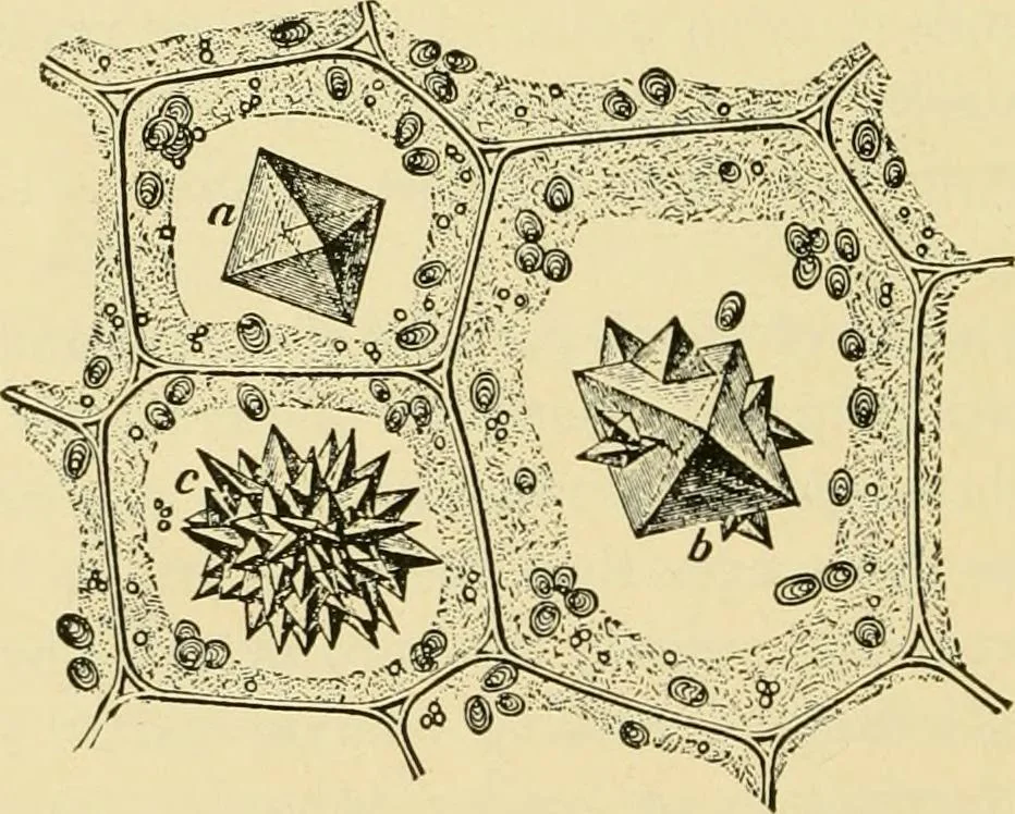 An illustration from The microscopy of vegetable foods, with special reference to the detection of adulteration and the diagnosis of mixtures, 1916, leaf 45