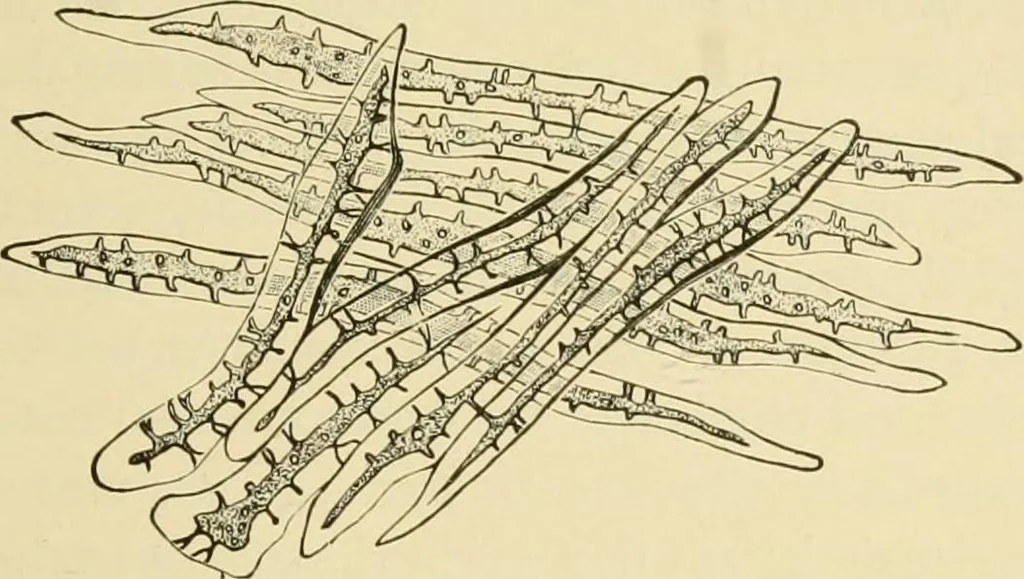 An illustration from The microscopy of vegetable foods, with special reference to the detection of adulteration and the diagnosis of mixtures, 1916, leaf 450