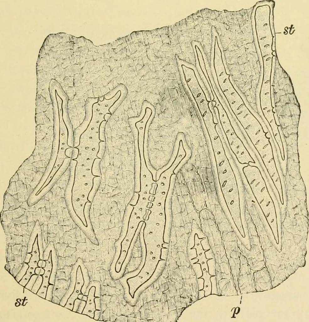 An illustration from The microscopy of vegetable foods, with special reference to the detection of adulteration and the diagnosis of mixtures, 1916, leaf 450