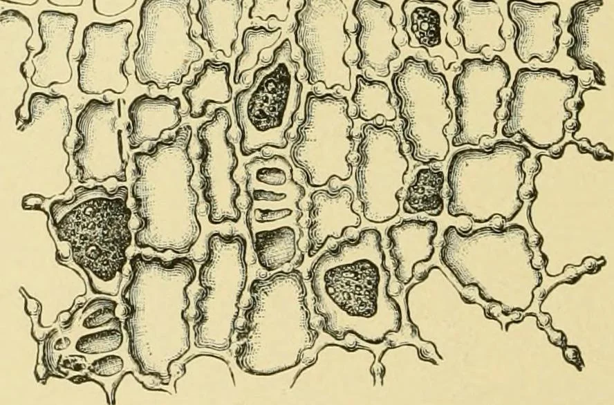 An illustration from The microscopy of vegetable foods, with special reference to the detection of adulteration and the diagnosis of mixtures, 1916, leaf 451