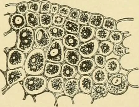 An illustration from The microscopy of vegetable foods, with special reference to the detection of adulteration and the diagnosis of mixtures, 1916, leaf 452