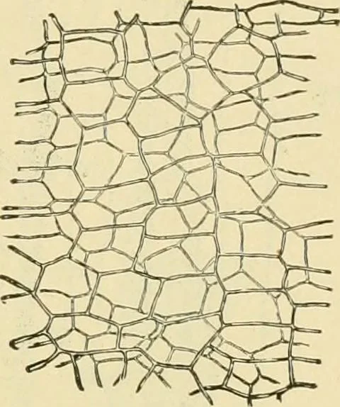 An illustration from The microscopy of vegetable foods, with special reference to the detection of adulteration and the diagnosis of mixtures, 1916, leaf 458