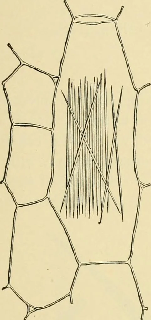 An illustration from The microscopy of vegetable foods, with special reference to the detection of adulteration and the diagnosis of mixtures, 1916, leaf 46