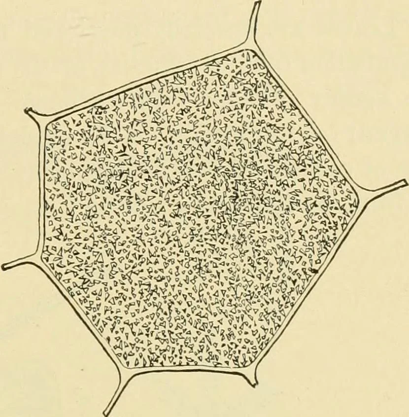 An illustration from The microscopy of vegetable foods, with special reference to the detection of adulteration and the diagnosis of mixtures, 1916, leaf 46
