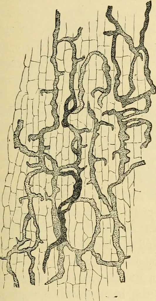 An illustration from The microscopy of vegetable foods, with special reference to the detection of adulteration and the diagnosis of mixtures, 1916, leaf 460