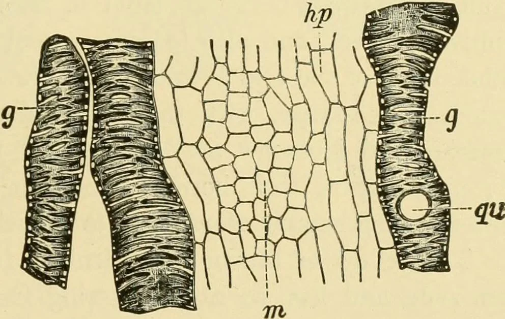 An illustration from The microscopy of vegetable foods, with special reference to the detection of adulteration and the diagnosis of mixtures, 1916, leaf 460