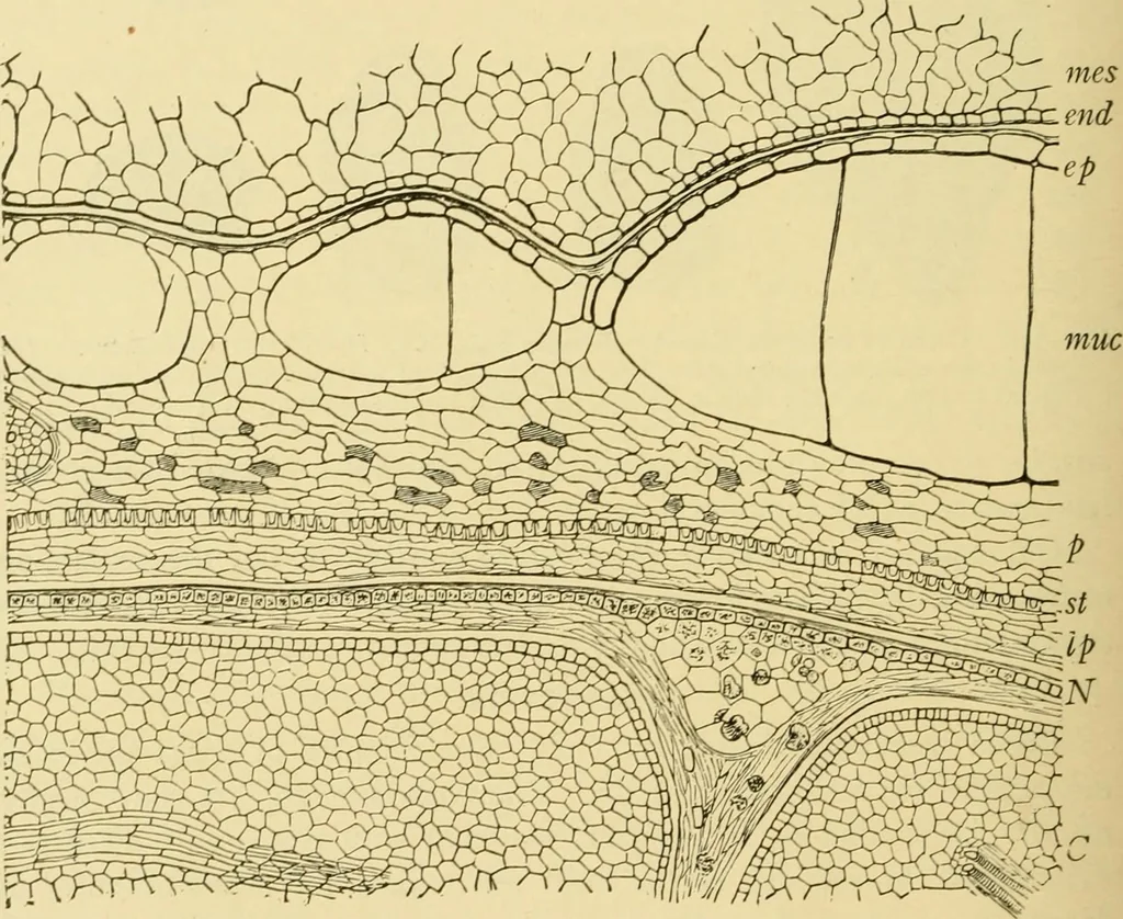 An illustration from The microscopy of vegetable foods, with special reference to the detection of adulteration and the diagnosis of mixtures, 1916, leaf 463