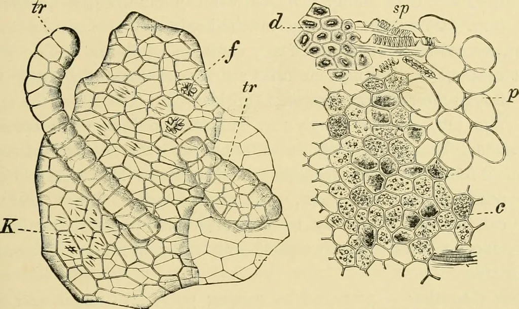 An illustration from The microscopy of vegetable foods, with special reference to the detection of adulteration and the diagnosis of mixtures, 1916, leaf 466