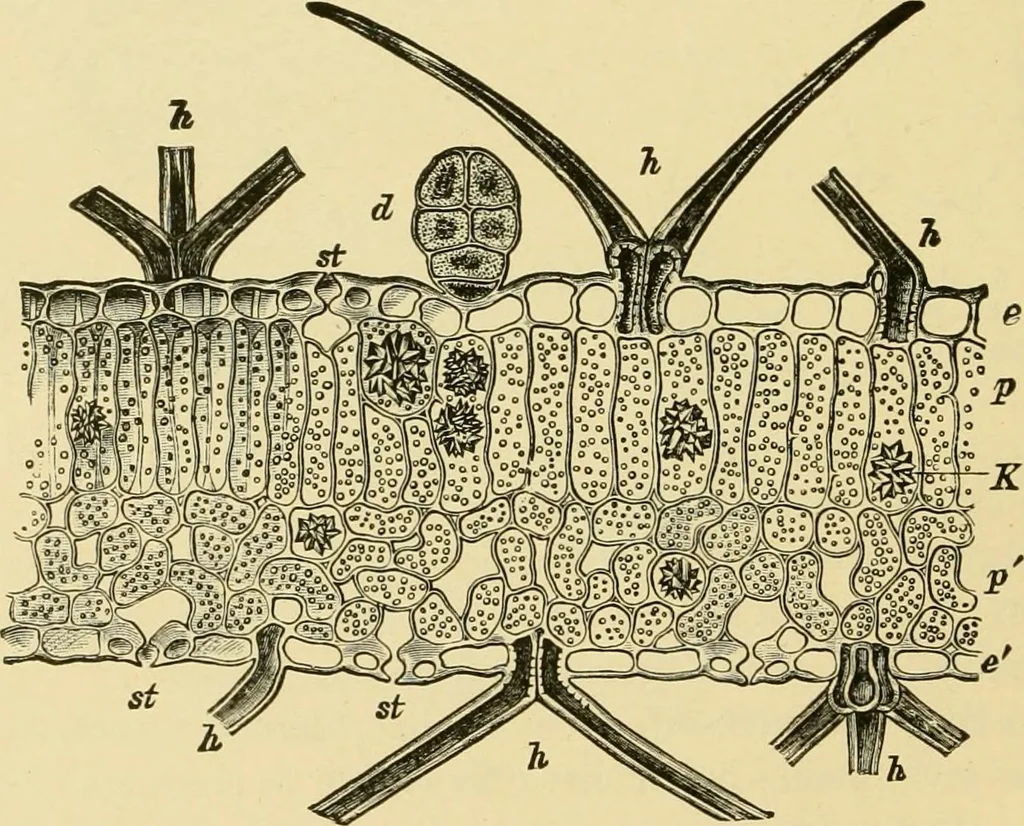 An illustration from The microscopy of vegetable foods, with special reference to the detection of adulteration and the diagnosis of mixtures, 1916, leaf 47