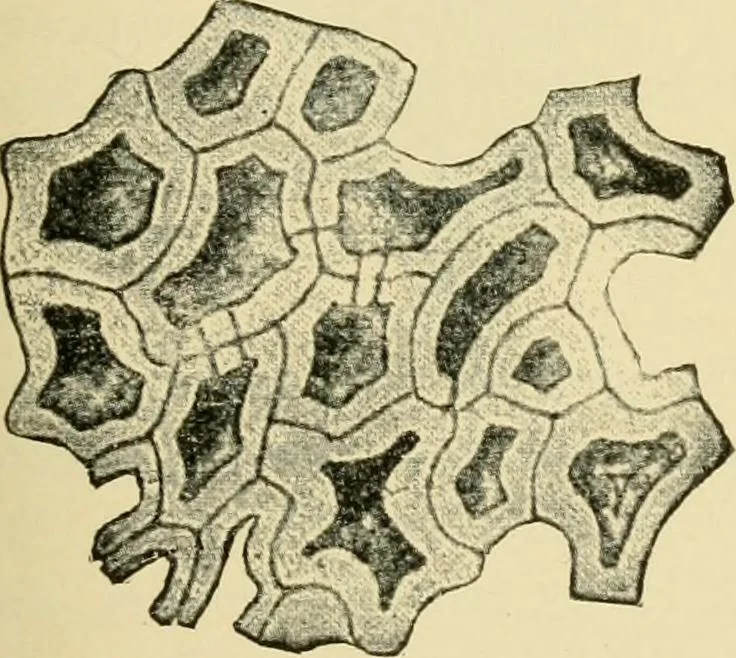 An illustration from The microscopy of vegetable foods, with special reference to the detection of adulteration and the diagnosis of mixtures, 1916, leaf 470