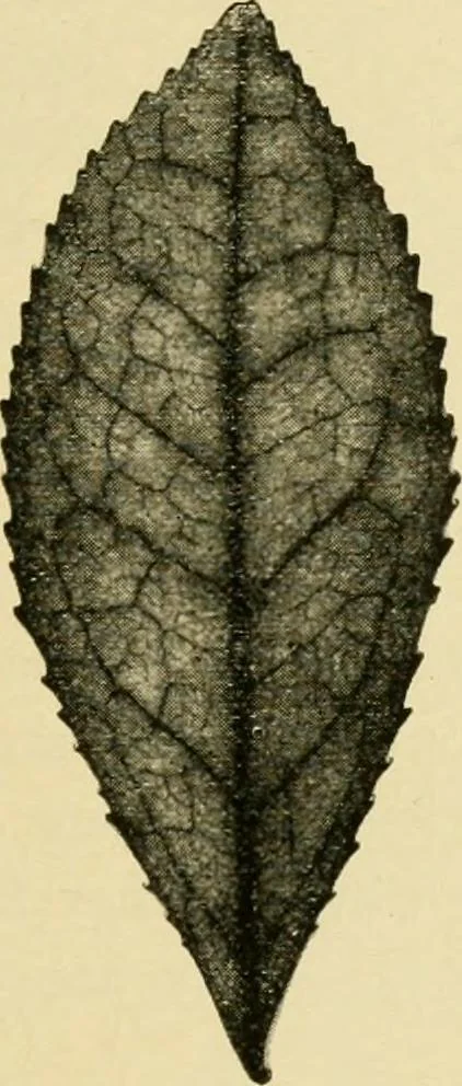 An illustration from The microscopy of vegetable foods, with special reference to the detection of adulteration and the diagnosis of mixtures, 1916, leaf 472