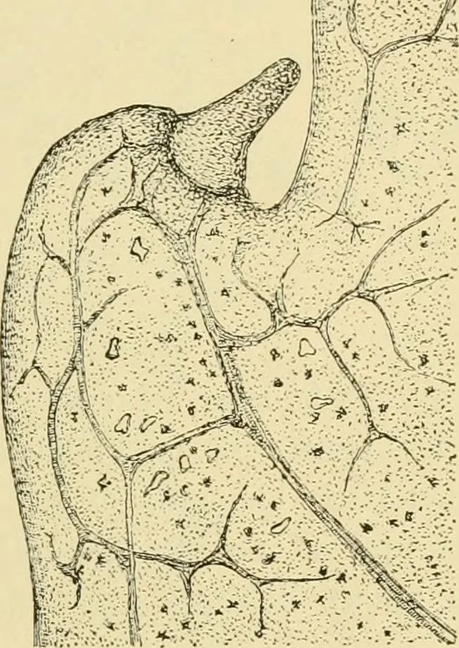 An illustration from The microscopy of vegetable foods, with special reference to the detection of adulteration and the diagnosis of mixtures, 1916, leaf 472