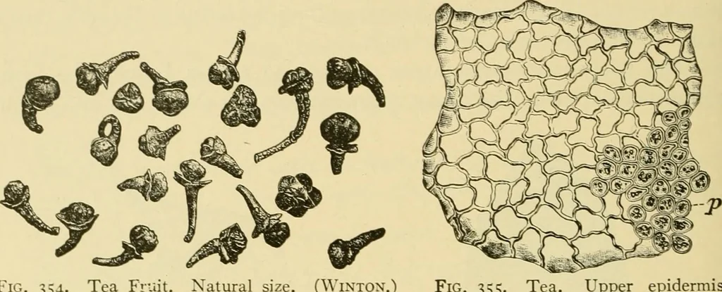 An illustration from The microscopy of vegetable foods, with special reference to the detection of adulteration and the diagnosis of mixtures, 1916, leaf 473