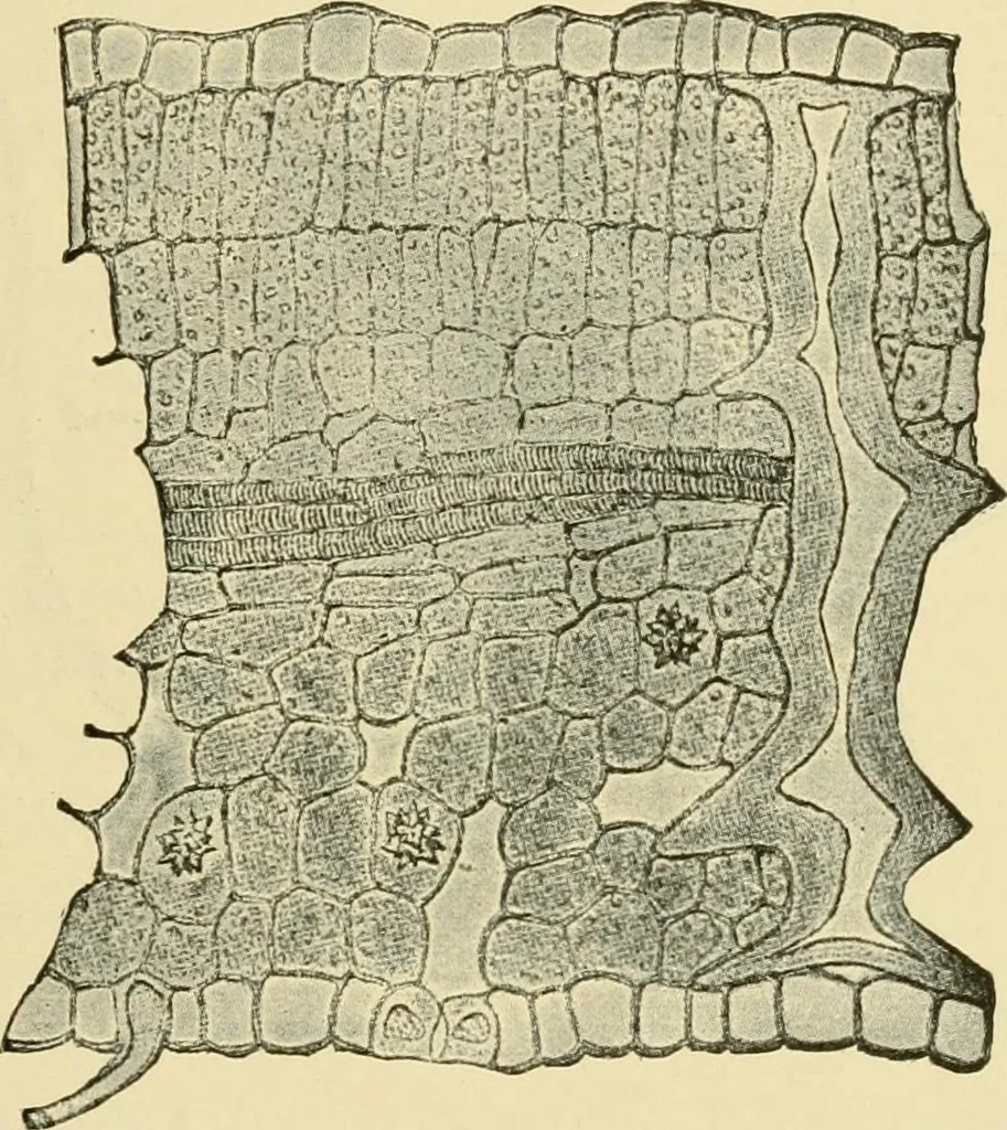 An illustration from The microscopy of vegetable foods, with special reference to the detection of adulteration and the diagnosis of mixtures, 1916, leaf 474
