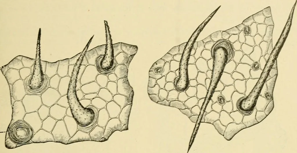 An illustration from The microscopy of vegetable foods, with special reference to the detection of adulteration and the diagnosis of mixtures, 1916, leaf 478