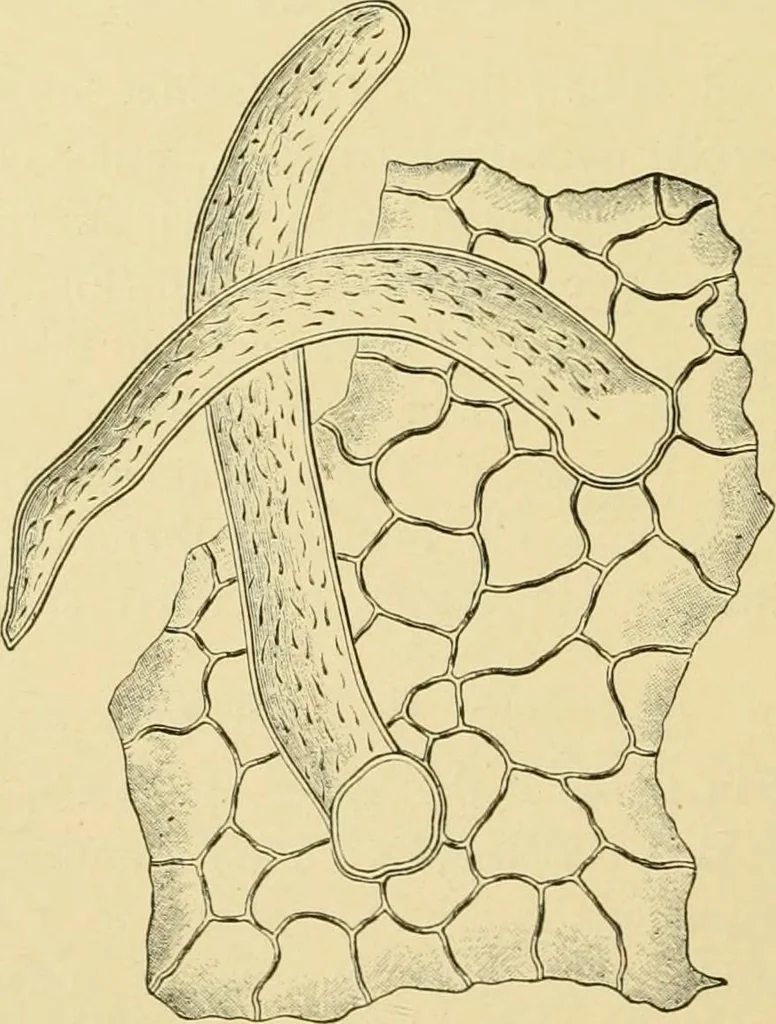 An illustration from The microscopy of vegetable foods, with special reference to the detection of adulteration and the diagnosis of mixtures, 1916, leaf 479