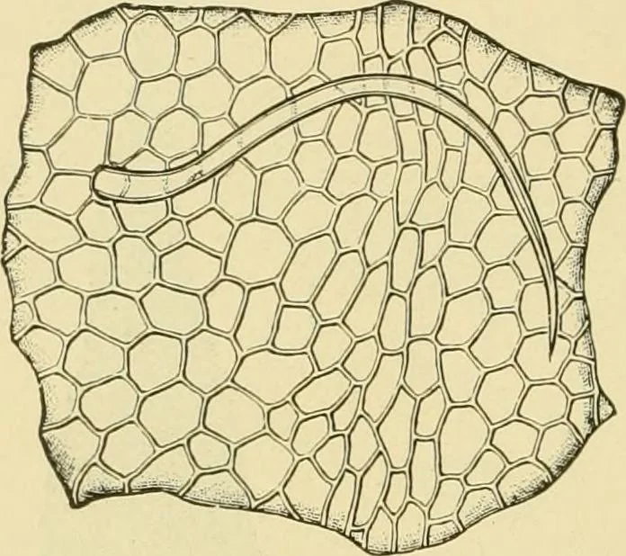 An illustration from The microscopy of vegetable foods, with special reference to the detection of adulteration and the diagnosis of mixtures, 1916, leaf 481