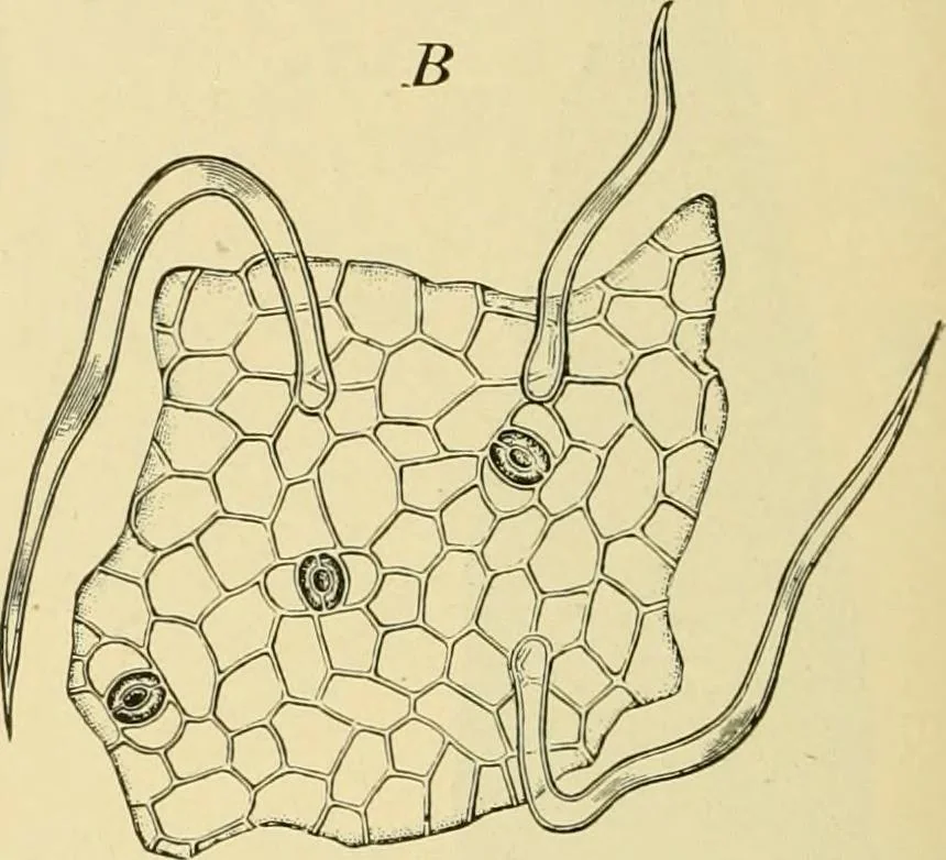 An illustration from The microscopy of vegetable foods, with special reference to the detection of adulteration and the diagnosis of mixtures, 1916, leaf 481