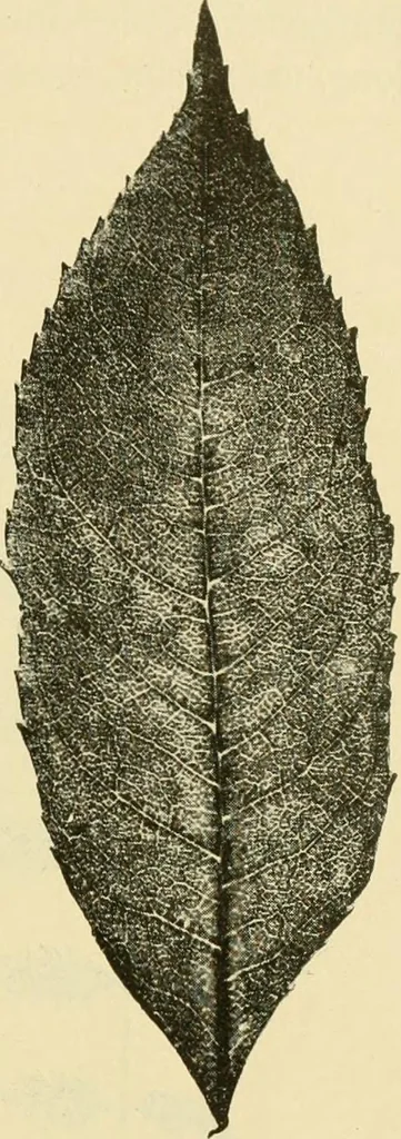An illustration from The microscopy of vegetable foods, with special reference to the detection of adulteration and the diagnosis of mixtures, 1916, leaf 482