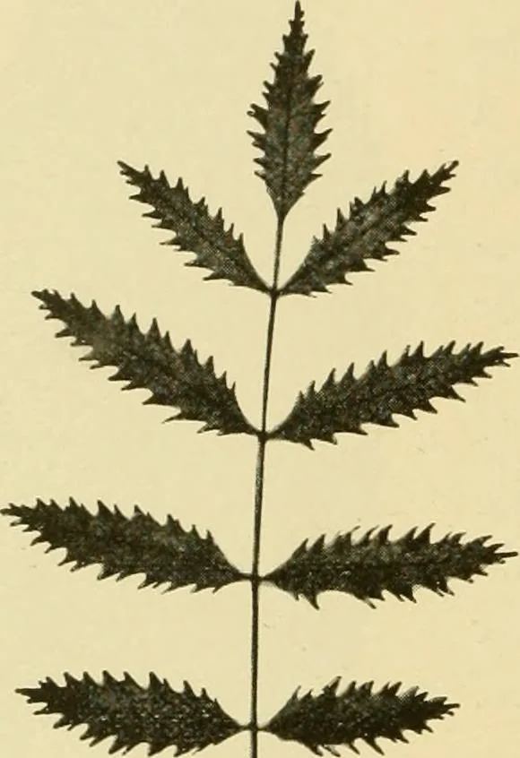 An illustration from The microscopy of vegetable foods, with special reference to the detection of adulteration and the diagnosis of mixtures, 1916, leaf 483