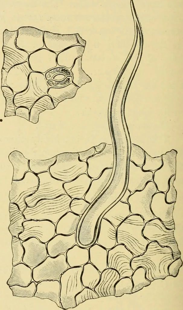 An illustration from The microscopy of vegetable foods, with special reference to the detection of adulteration and the diagnosis of mixtures, 1916, leaf 483