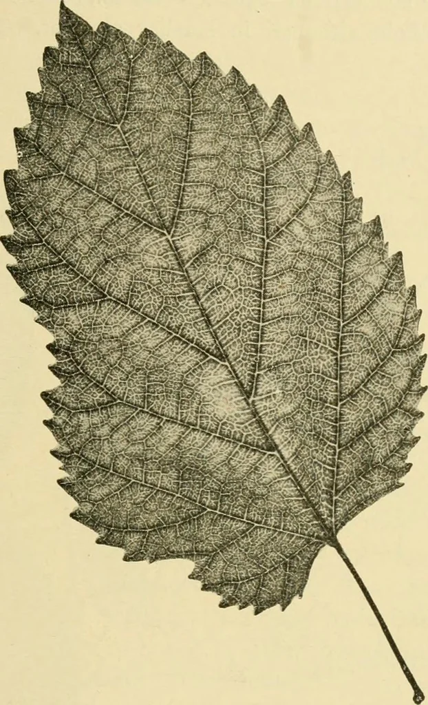 An illustration from The microscopy of vegetable foods, with special reference to the detection of adulteration and the diagnosis of mixtures, 1916, leaf 484