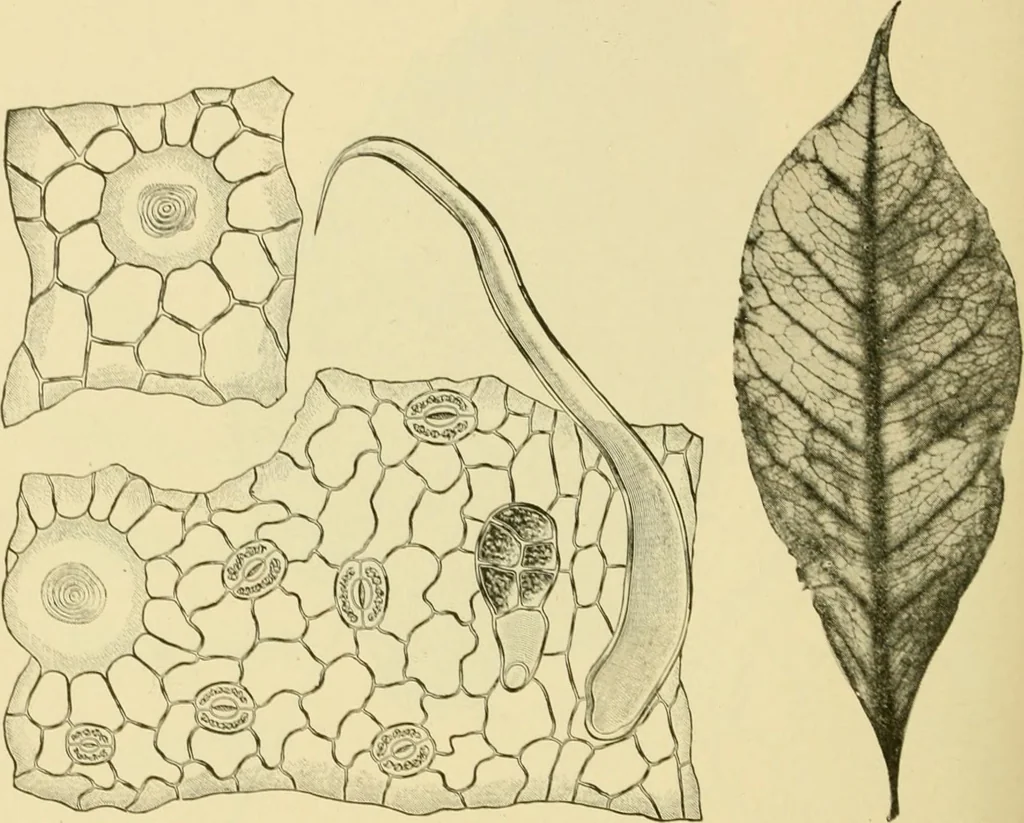 An illustration from The microscopy of vegetable foods, with special reference to the detection of adulteration and the diagnosis of mixtures, 1916, leaf 485